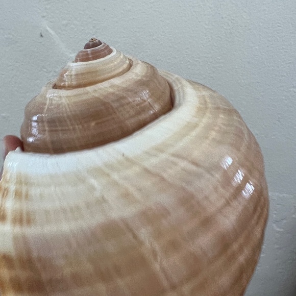 Large Turban Sea Shell Giant Tonna Cepa shell beach nautilus nautical decor - Picture 10 of 12